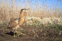 FT190317 Botaurus stellaris (Tarabuso)